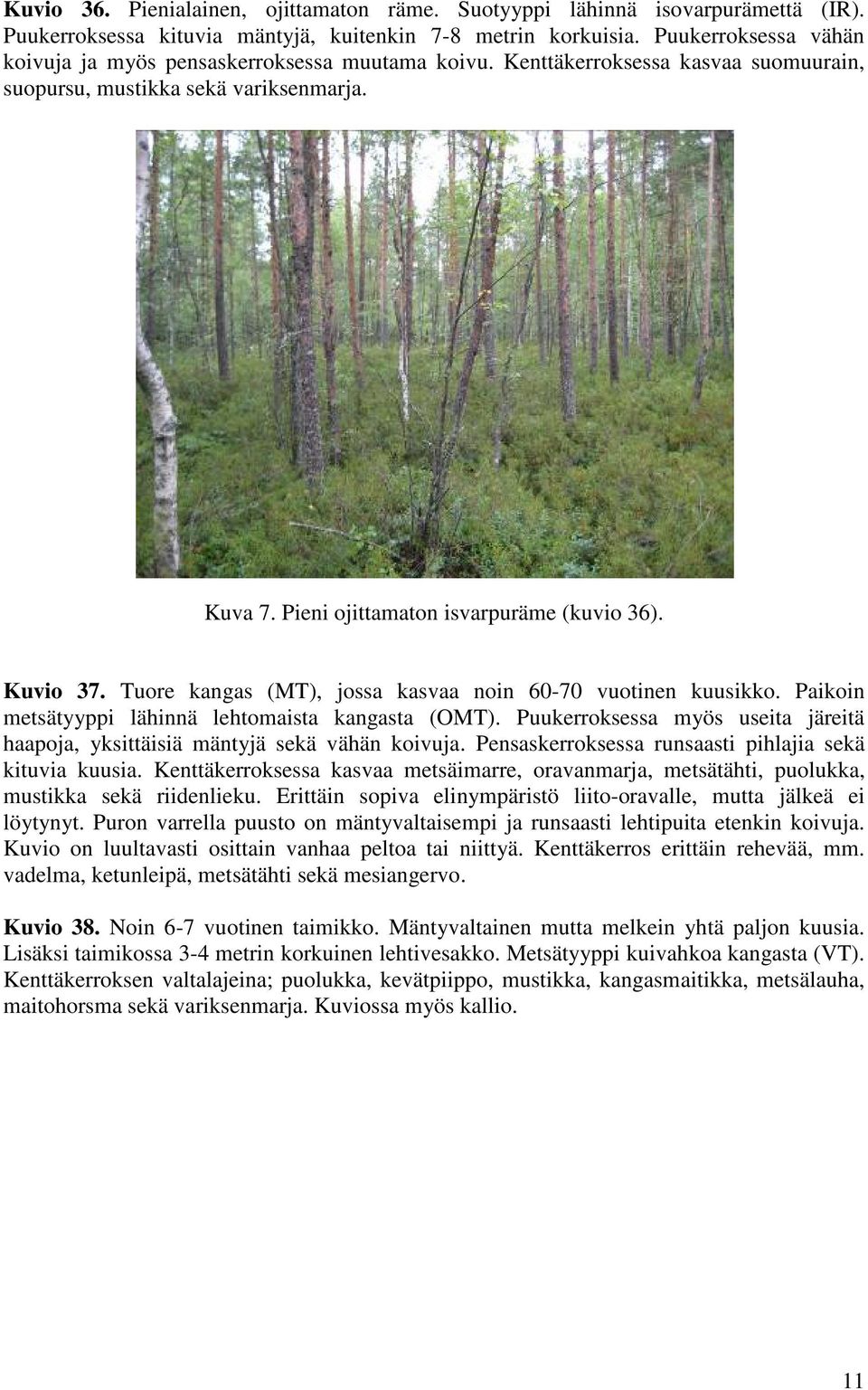 Kuvio 37. Tuore kangas (MT), jossa kasvaa noin 60-70 vuotinen kuusikko. Paikoin metsätyyppi lähinnä lehtomaista kangasta (OMT).