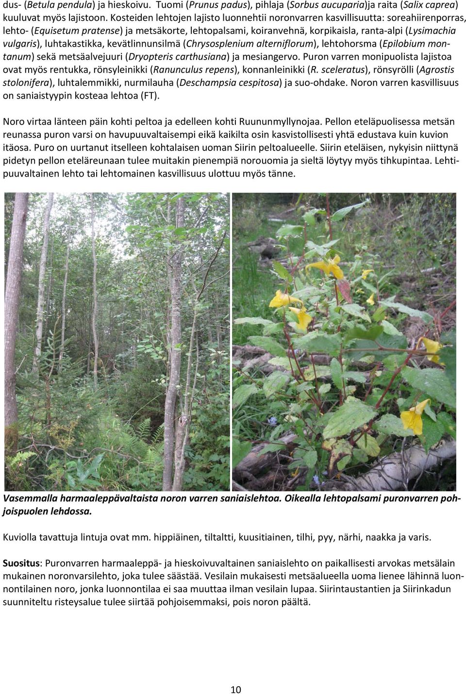 vulgaris), luhtakastikka, kevätlinnunsilmä (Chrysosplenium alterniflorum), lehtohorsma (Epilobium montanum) sekä metsäalvejuuri (Dryopteris carthusiana) ja mesiangervo.