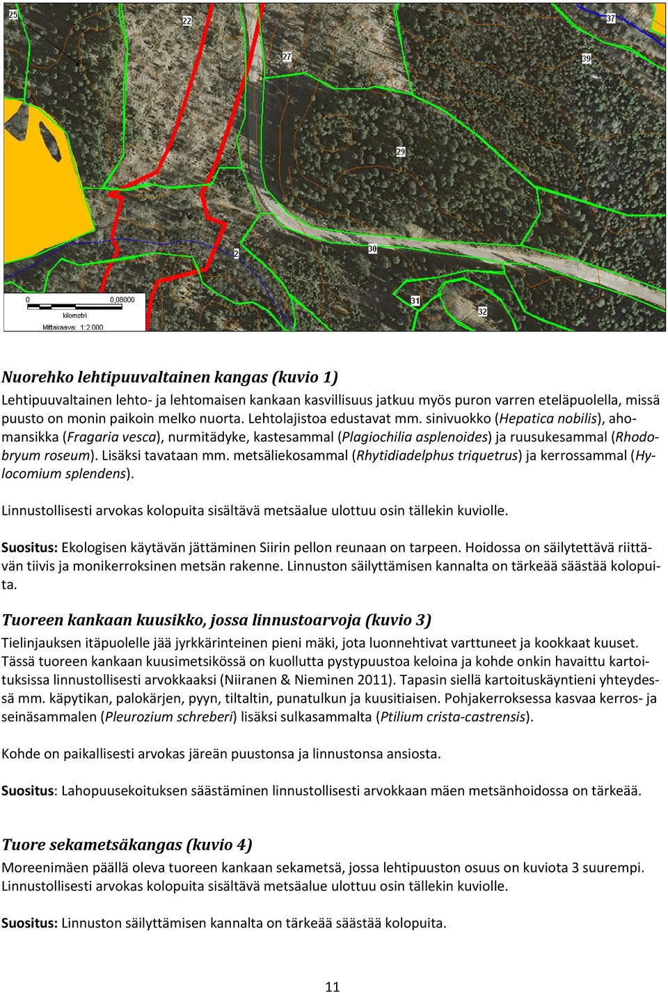 metsäliekosammal (Rhytidiadelphus triquetrus) ja kerrossammal (Hylocomium splendens). Linnustollisesti arvokas kolopuita sisältävä metsäalue ulottuu osin tällekin kuviolle.