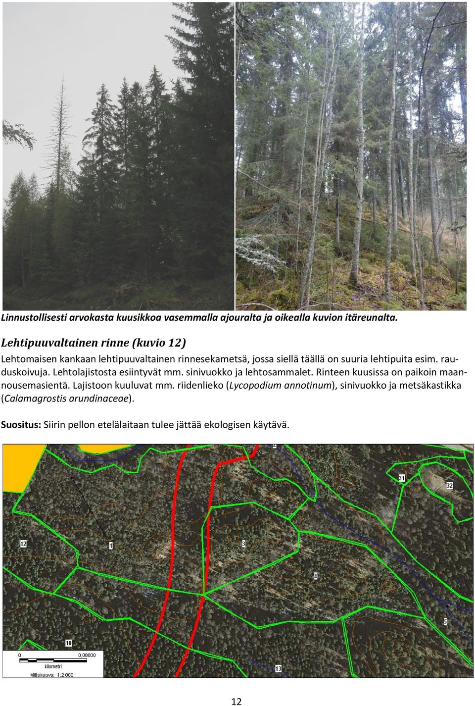 rau duskoivuja.lehtolajistostaesiintyvätmm.sinivuokkojalehtosammalet.rinteenkuusissaonpaikoinmaan nousemasientä.
