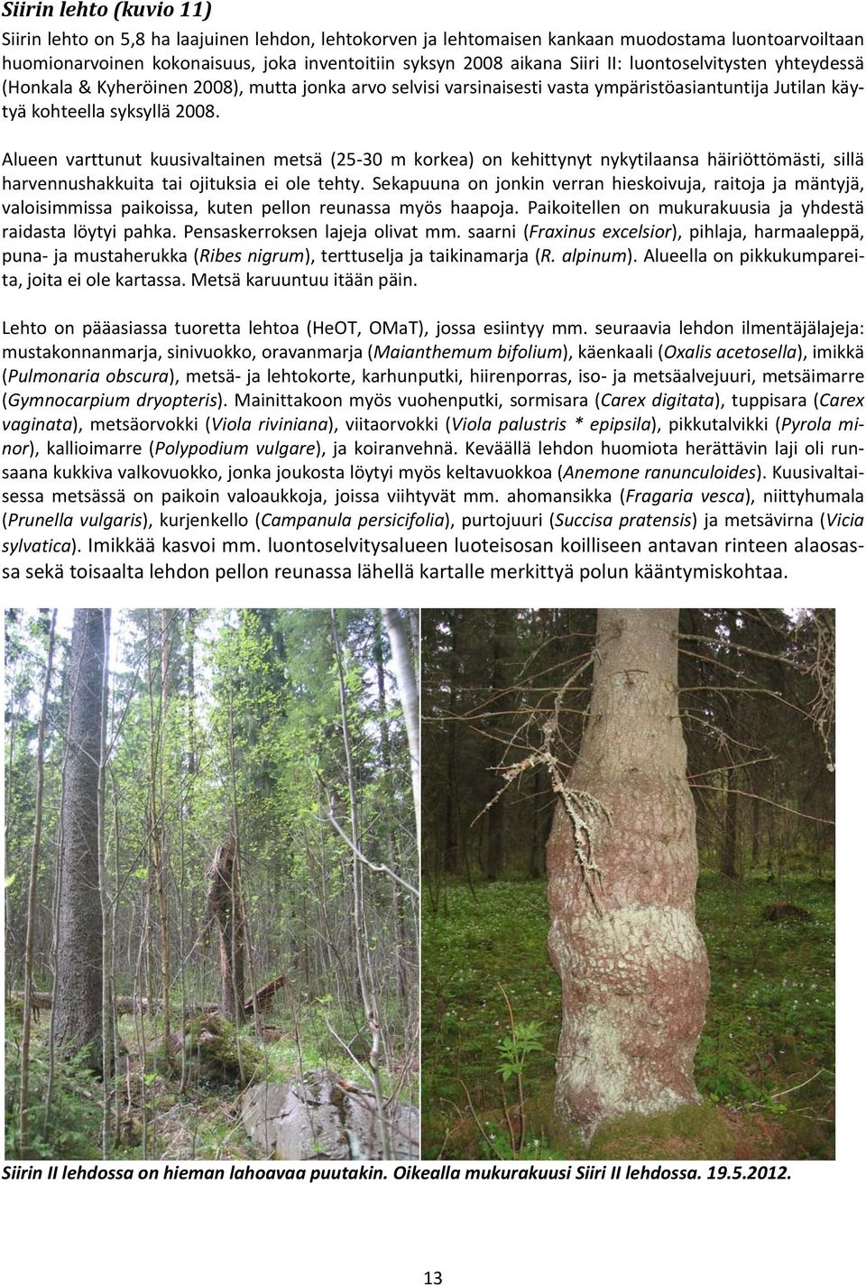 Alueen varttunut kuusivaltainen metsä (25 30 m korkea) on kehittynyt nykytilaansa häiriöttömästi, sillä harvennushakkuita tai ojituksia ei ole tehty.
