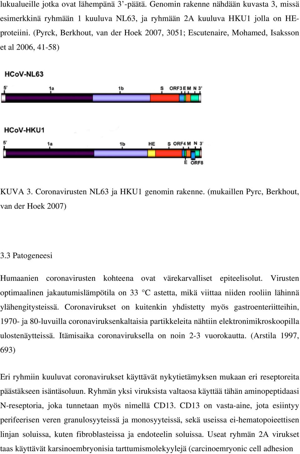 3 Patogeneesi Humaanien coronavirusten kohteena ovat värekarvalliset epiteelisolut. Virusten optimaalinen jakautumislämpötila on 33 C astetta, mikä viittaa niiden rooliin lähinnä ylähengitysteissä.