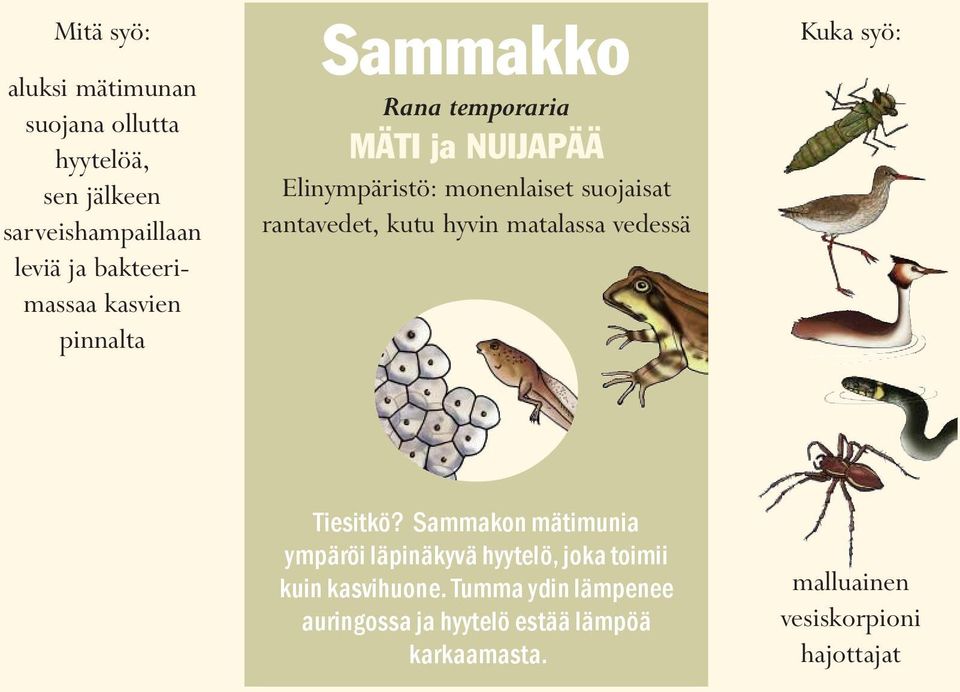 kutu hyvin matalassa vedessä Kuka syö: Tiesitkö?