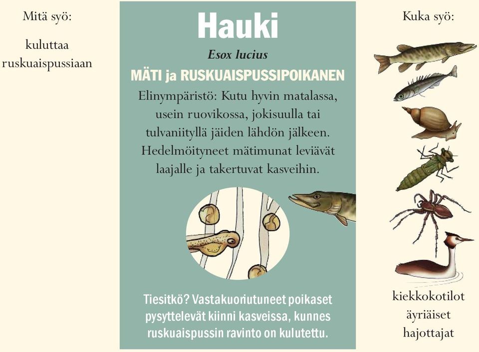 Hedelmöityneet mätimunat leviävät laajalle ja takertuvat kasveihin. Kuka syö: Tiesitkö?