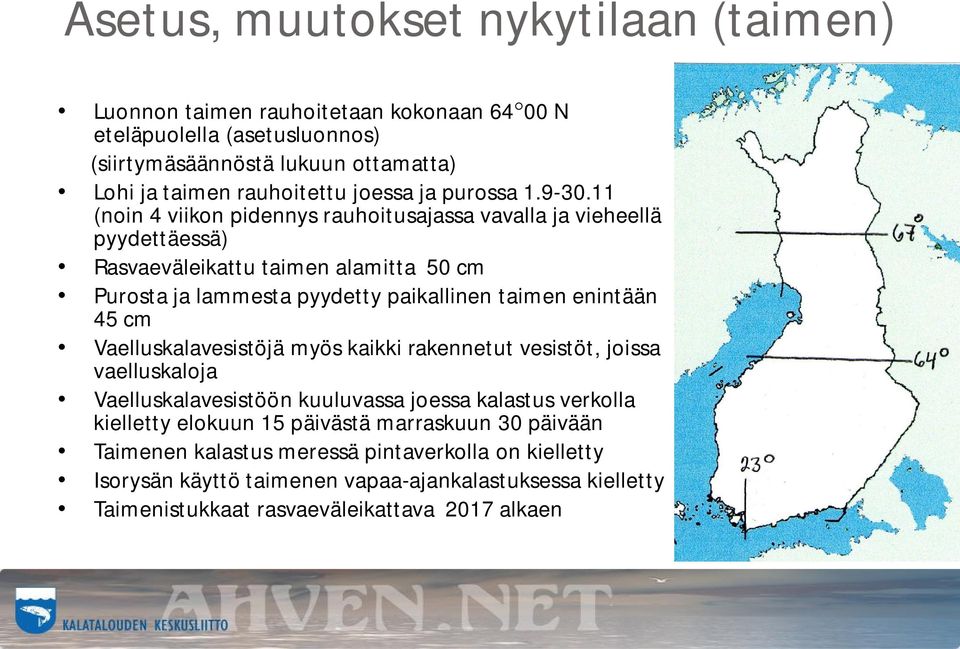 11 (noin 4 viikon pidennys rauhoitusajassa vavalla ja vieheellä pyydettäessä) Rasvaeväleikattu taimen alamitta 50 cm Purosta ja lammesta pyydetty paikallinen taimen enintään 45 cm