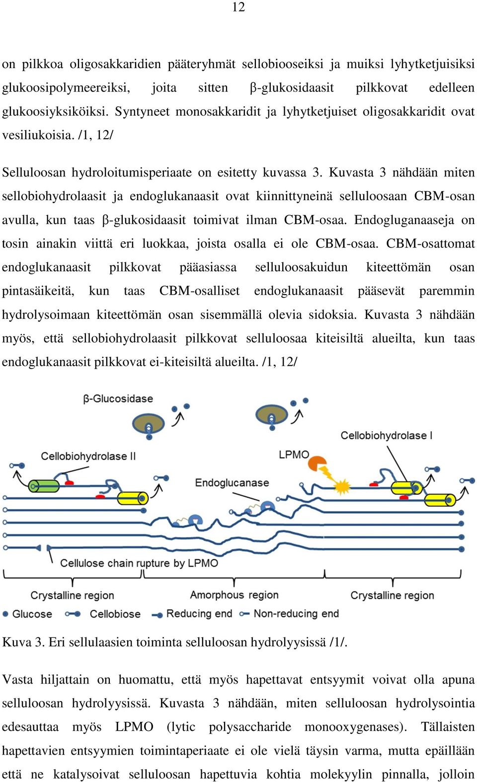 Kuvasta 3 nähdään miten sellobiohydrolaasit ja endoglukanaasit ovat kiinnittyneinä selluloosaan CBM-osan avulla, kun taas β-glukosidaasit toimivat ilman CBM-osaa.