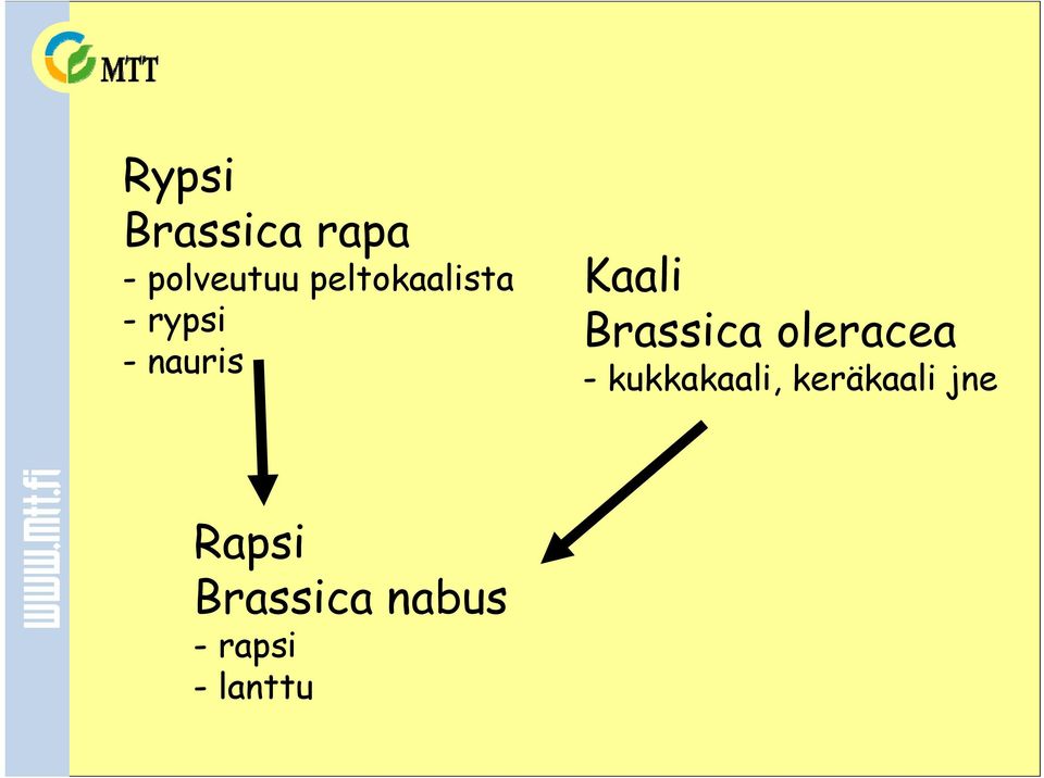 Brassica oleracea - kukkakaali,