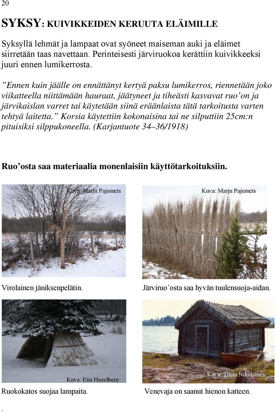 Ennen kuin jäälle on ennättänyt kertyä paksu lumikerros, riennetään joko viikatteella niittämään hauraat, jäätyneet ja tiheästi kasvavat ruo on ja järvikaislan varret tai käytetään siinä eräänlaista