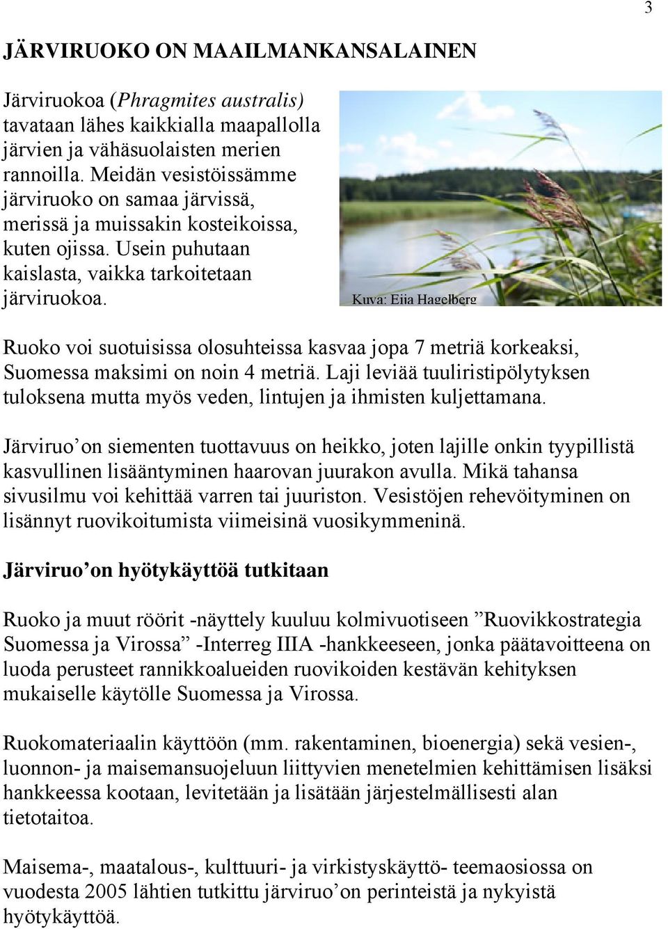 Kuva: Eija Hagelberg Ruoko voi suotuisissa olosuhteissa kasvaa jopa 7 metriä korkeaksi, Suomessa maksimi on noin 4 metriä.