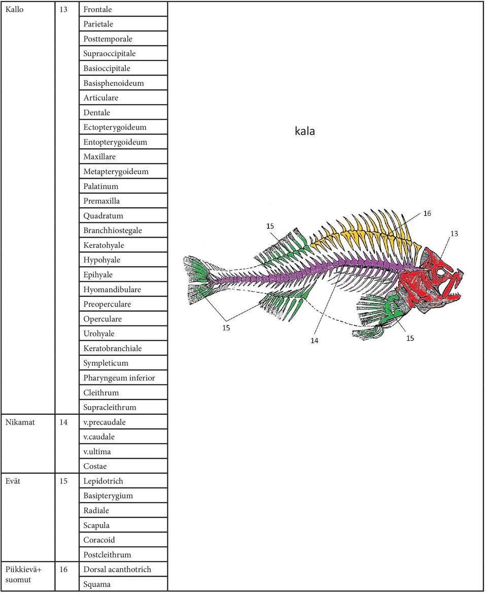 Hyomandibulare Preoperculare Operculare Urohyale Keratobranchiale Sympleticum Pharyngeum inferior Cleithrum Supracleithrum Nikamat 14 v.