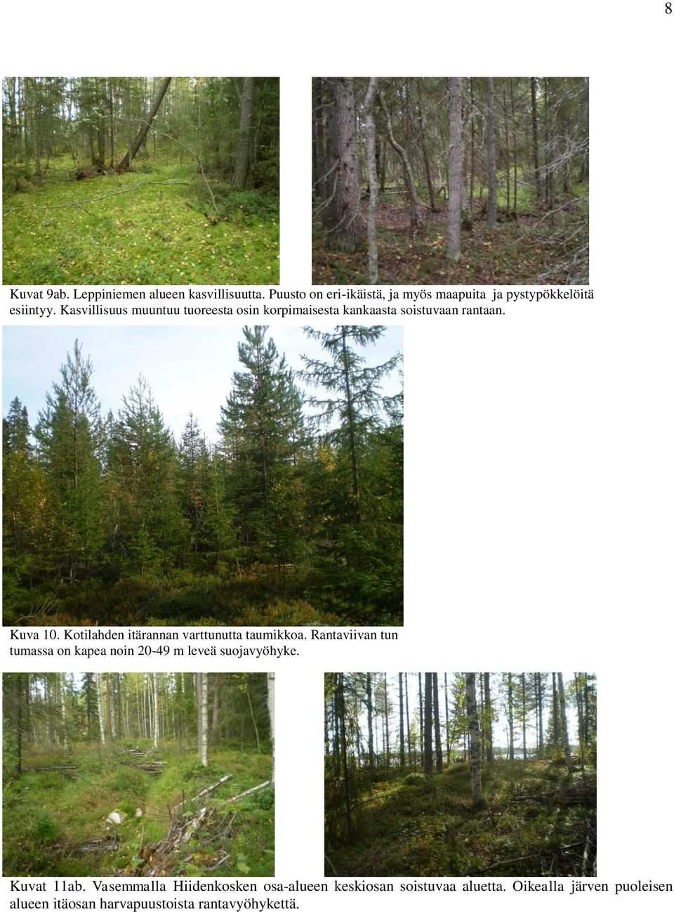 Kotilahden itärannan varttunutta taumikkoa. Rantaviivan tun tumassa on kapea noin 20-49 m leveä suojavyöhyke.