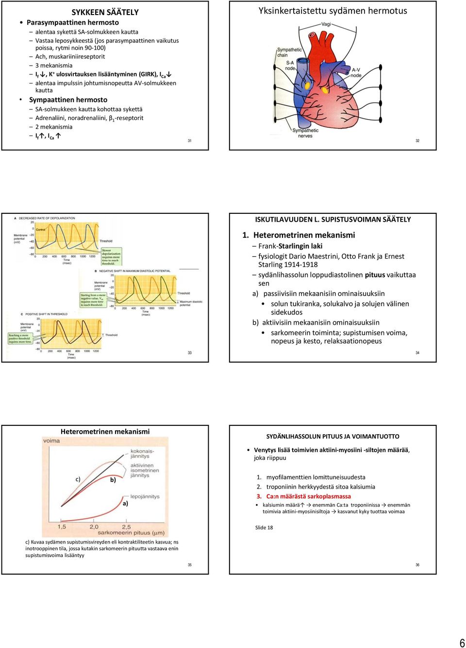 reseptorit 2 mekanismia I f, I Ca 31 Yksinkertaistettu sydämen hermotus 32 ISKUTILAVUUDEN L. SUPISTUSVOIMAN SÄÄTELY 1.