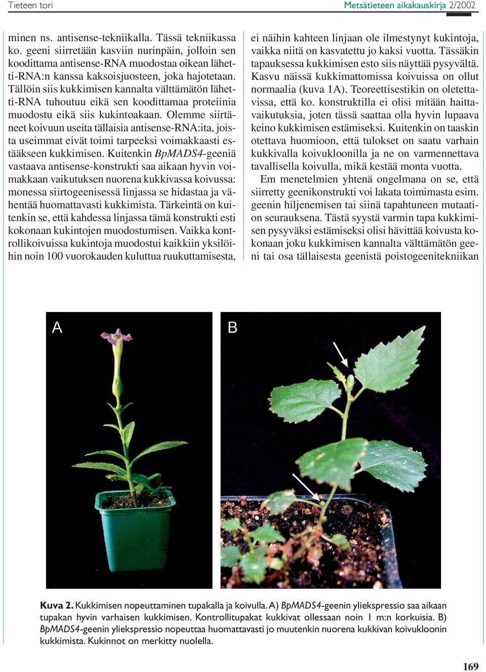 Tällöin siis kukkimisen kannalta välttämätön lähetti-rna tuhoutuu eikä sen koodittamaa proteiinia muodostu eikä siis kukintoakaan.