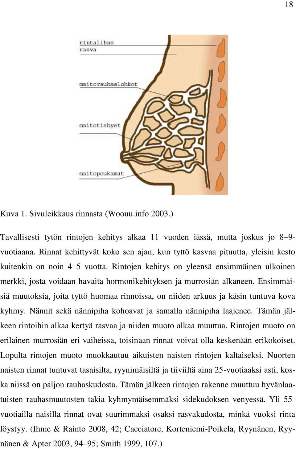 Rintojen kehitys on yleensä ensimmäinen ulkoinen merkki, josta voidaan havaita hormonikehityksen ja murrosiän alkaneen.