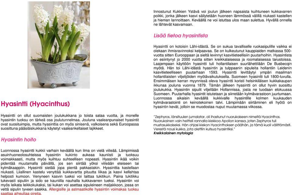 Lisää tietoa hyasintista Hyasintti (Hyacinthus) Hyasintti on ollut suomaisten joulukukkana jo toista sataa vuotta, ja monelle hyasintin tuoksu on tärkeä osa joulutunnelmaa.