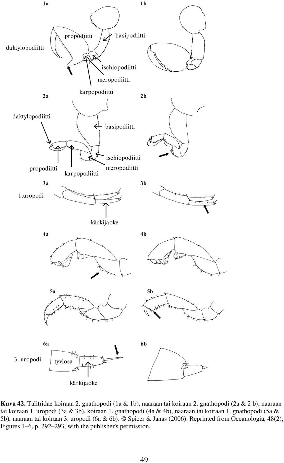gnathopodi (1a & 1b), naaraan tai koiraan 2. gnathopodi (2a & 2 b), naaraan tai koiraan 1. uropodi (3a & 3b), koiraan 1.