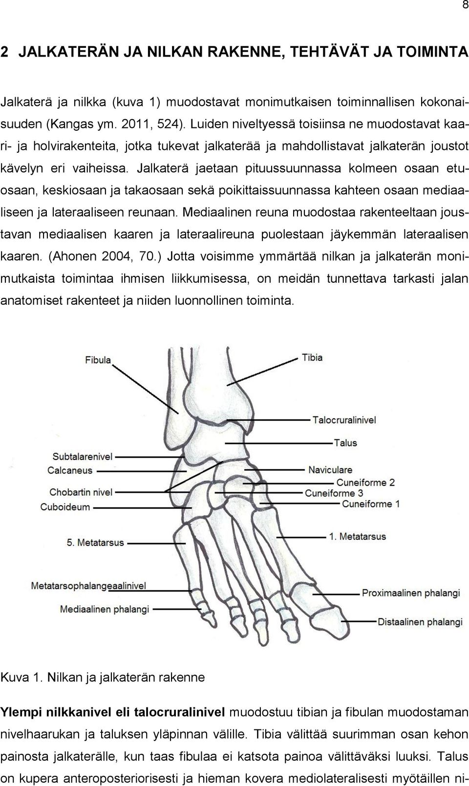 Jalkaterä jaetaan pituussuunnassa kolmeen osaan etuosaan, keskiosaan ja takaosaan sekä poikittaissuunnassa kahteen osaan mediaaliseen ja lateraaliseen reunaan.