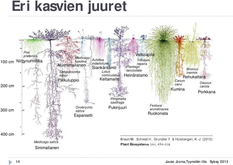 Rehukattara Kumina Porkkana 300 cm Esparsetti Puna-apilaPukinjuuri