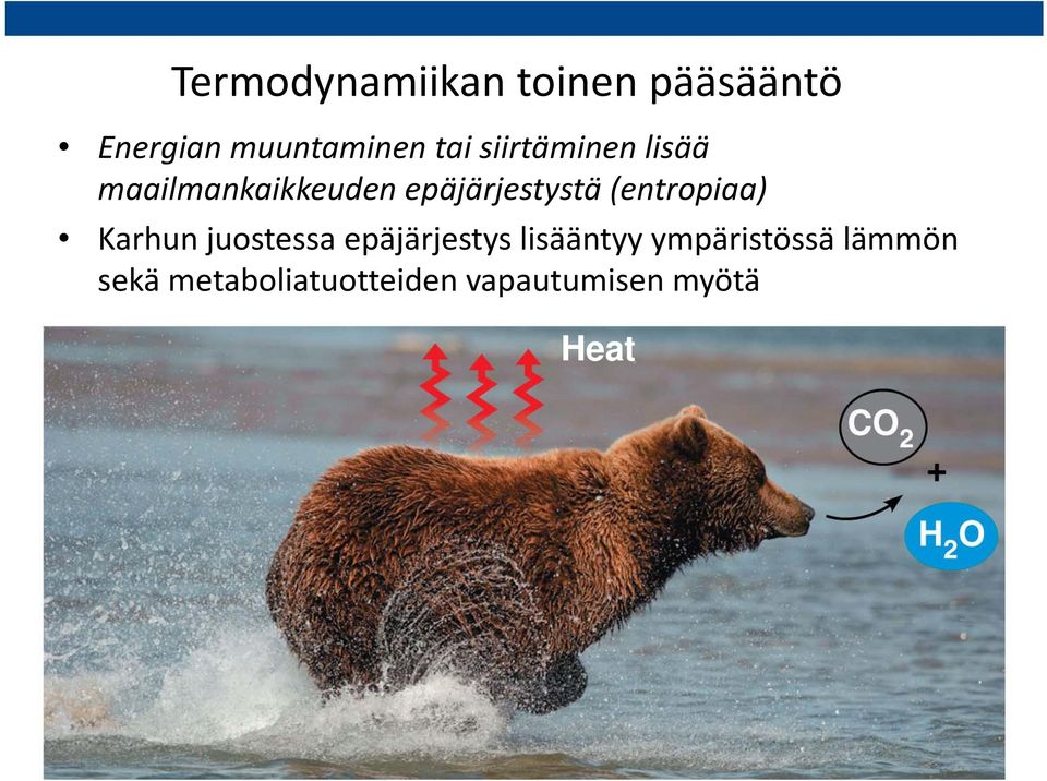 (entropiaa) Karhun juostessa epäjärjestys lisääntyy