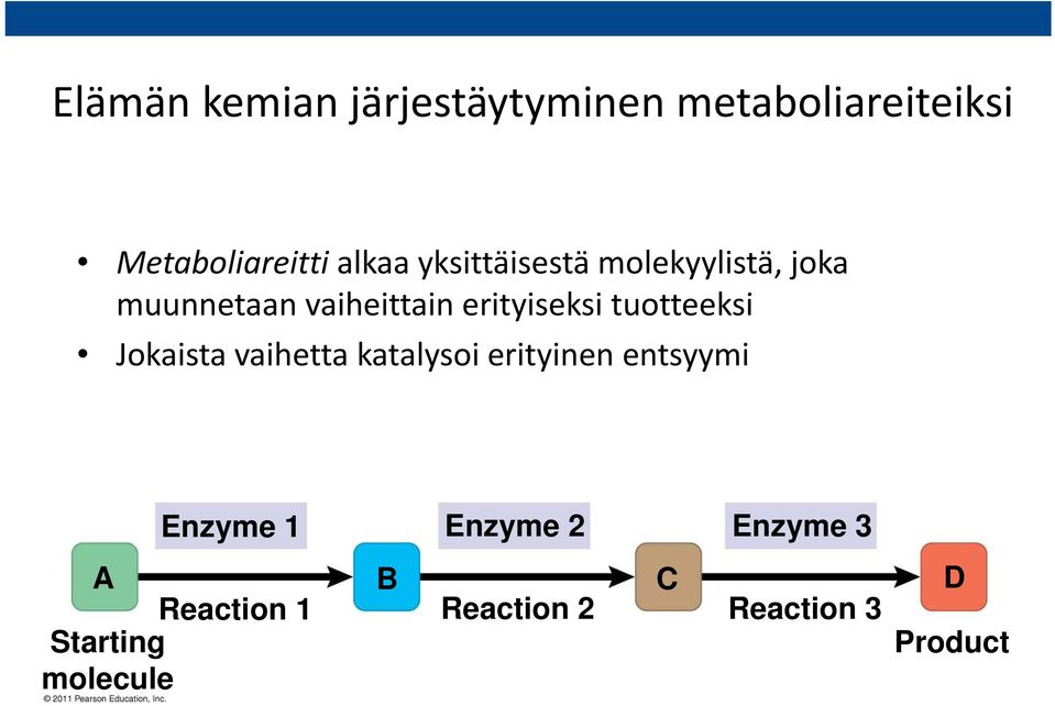 i i tuotteeksitt Jokaista vaihetta katalysoi erityinen entsyymi Enzyme 1