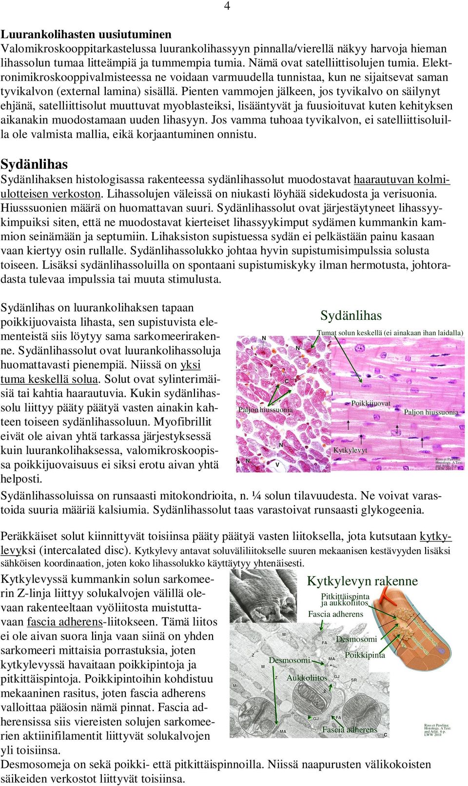 Pienten vammojen jälkeen, jos tyvikalvo on säilynyt ehjänä, satelliittisolut muuttuvat myoblasteiksi, lisääntyvät ja fuusioituvat kuten kehityksen aikanakin muodostamaan uuden lihasyyn.