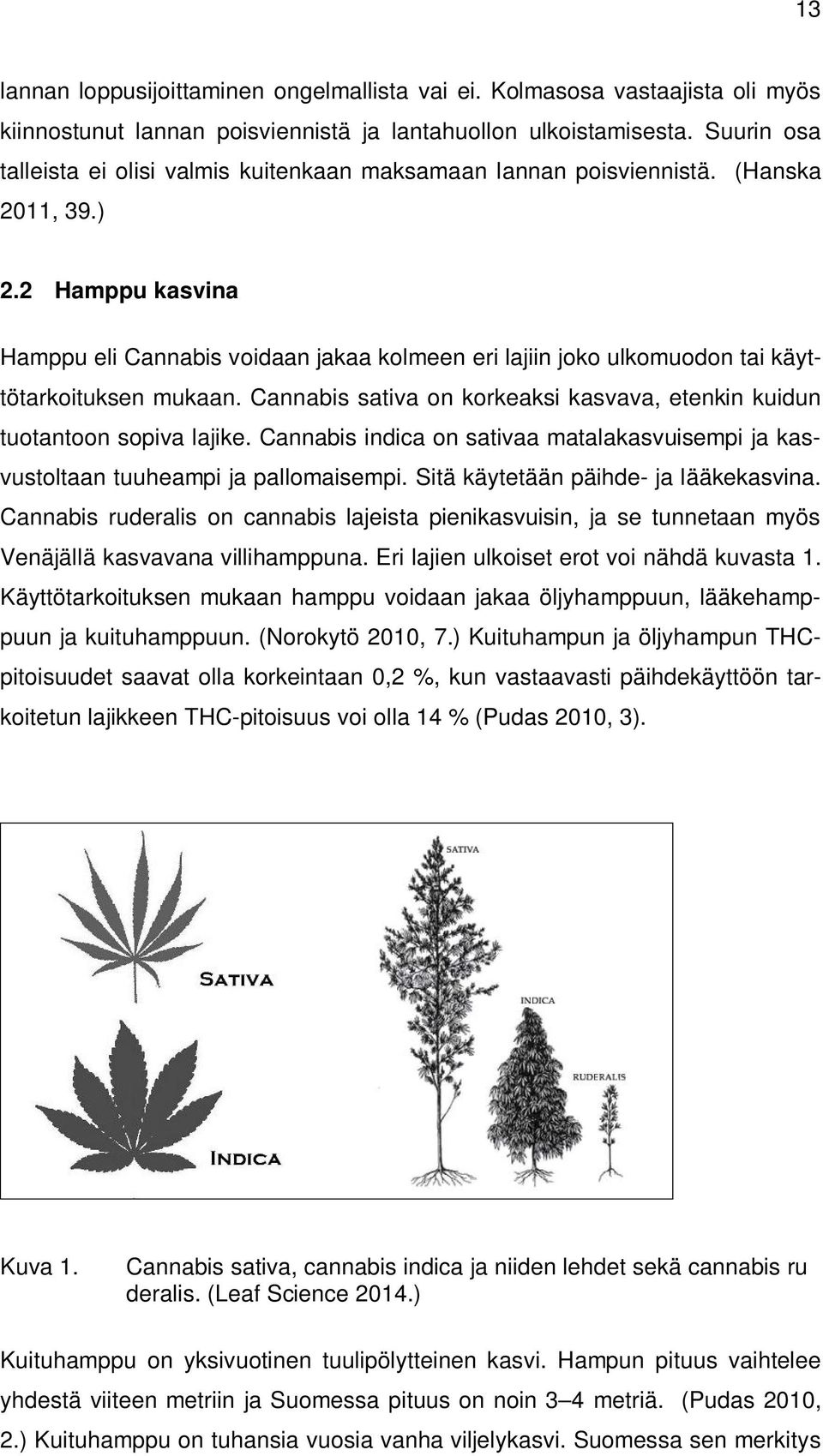 2 Hamppu kasvina Hamppu eli Cannabis voidaan jakaa kolmeen eri lajiin joko ulkomuodon tai käyttötarkoituksen mukaan. Cannabis sativa on korkeaksi kasvava, etenkin kuidun tuotantoon sopiva lajike.