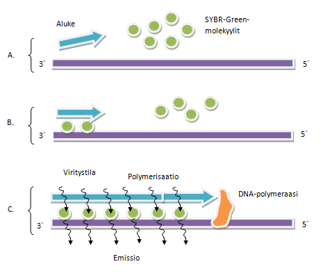 20 5.3.1 SYBR Green I:n toimintaperiaate SYBR Green I sitoutuu kaksijuosteiseen DNA:han, jolloin merkkiaineen fluoresenssin määrä moninkertaistuu. Sitoutumaton väriaine aiheuttaa pienemmän signaalin.