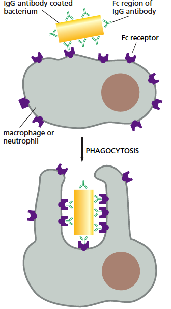 14 Fagosytoivien solujen sisällä olevat fagosomit voivat olla melkein yhtä suuria kuin itse solut. Fagosomit fuusioituvat solujen sisällä lysosomien kanssa, jolloin syöty materiaali hajoaa.