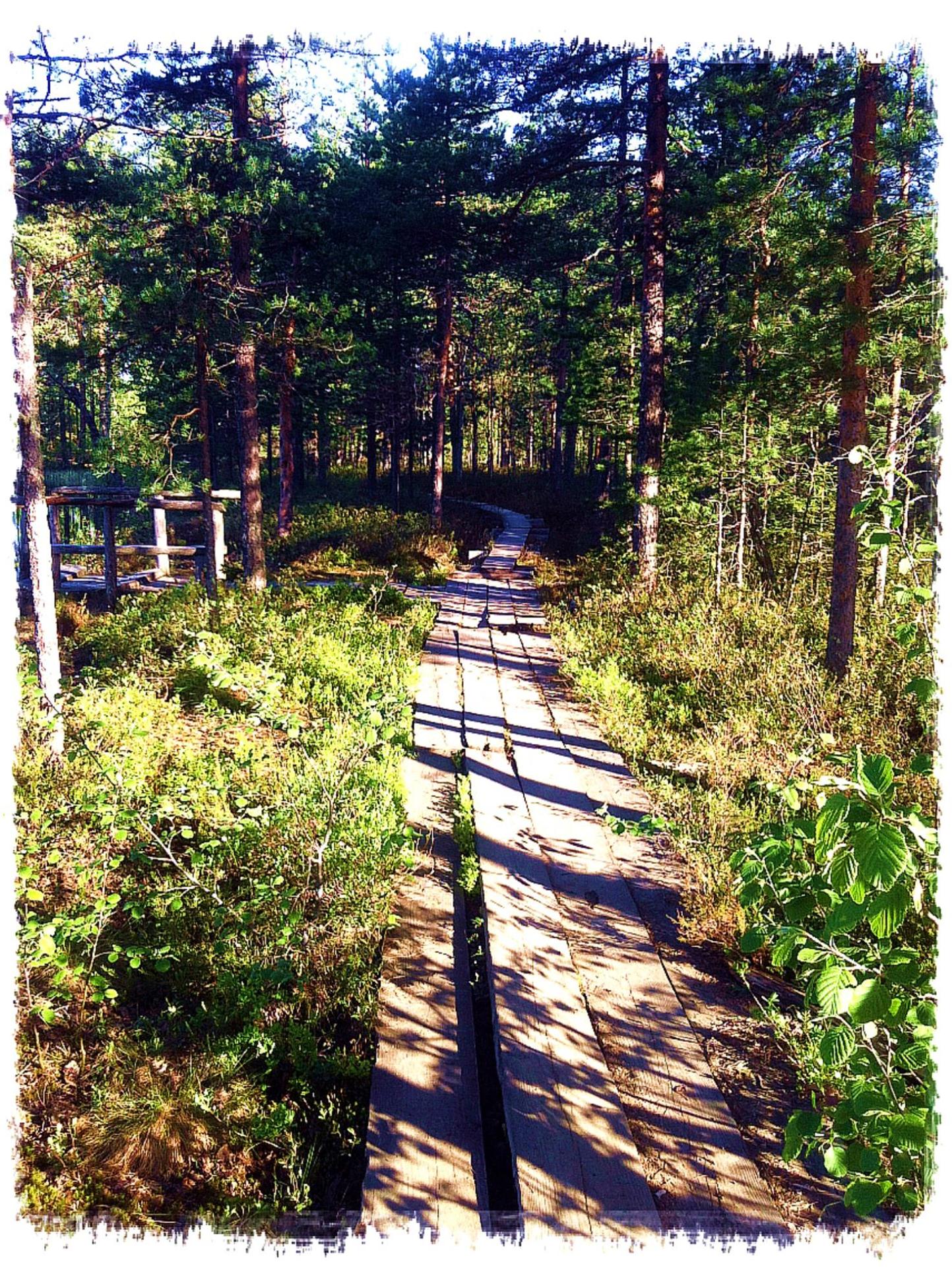 MIELENI METSÄÄN MENKÖHÖN Opas luonnon