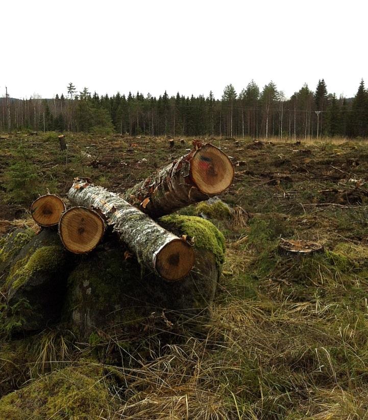 kohonneen hiukan ja vain 6 % ei kokenut minkäänlaista muutosta. (Ojanen 2009, 132.