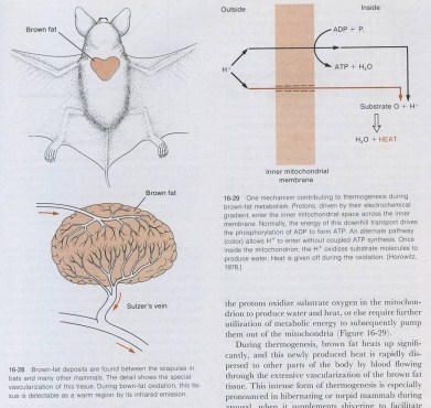 nisäkkäillä ja linnuilla NST (nonshivering thermogenesis) ruskeassa rasvakudoksessa (brown adipose tissue = BAT) tapahtuvaa lämmöntuottoa nisäkkäillä,