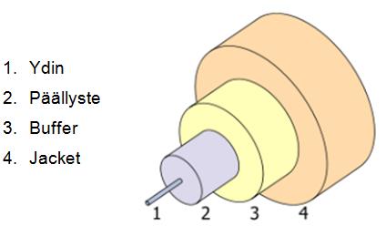 12 Kuva 4. Kuidun rakenne (Commons.wikimedia.