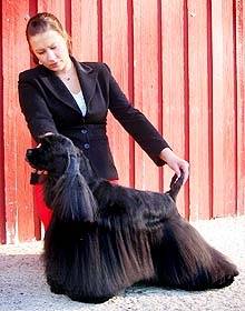28.3.2005 Ruovesi, tuomarina Soile Bister PU- 1 Ch Marvellous Solid Legend, VSP PN- 1 Ch Truly Yours Magic- Trilogy, ROP Kuva: Sanna Vartiainen 27.-28.3.2005 Lappeenranta, tuomarina Ritva Raita,