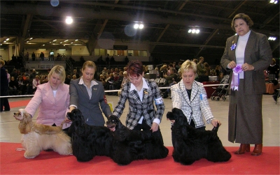 PU- 4 Fin & Est Ch Jauntylover s Elevate Earl PN- 1 Fin Ch Marvellous Pretty Woman, CACIB, ROP PN- 2 Fin & N & Est Ch JW-02 Serene Starbright, VARACACIB PN-3 Truly Yours Magic-Trilogy, SERT, FIN CH