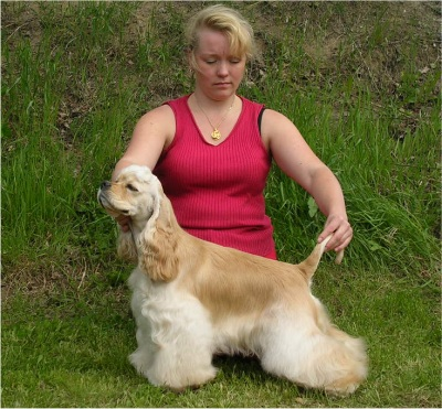 Kuva: Nelly Palonen PN- 1 LtJV- 05 Aqua-Stone Star Of The Night, sert, VSP Kuva: Nelly Palonen 12.6.