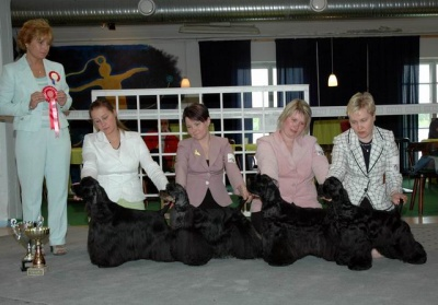 Veteraanit: BIS-1 Fin Ch Flightmaster I'll Love Honey Kasvattajaluokka: BIS-1 Kennel Marvellous Jälkeläisluokka: BIS-1 Int&Fin&Est&Lv&Lt&S&Balt CH