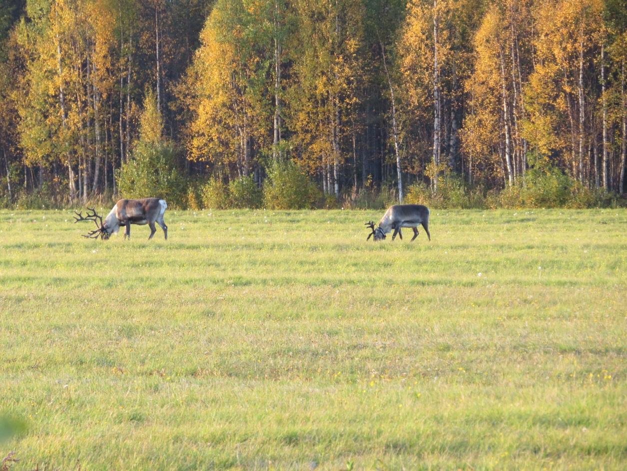 52 taloudelliset seikat, turvallisuus sekä maankäytöstä syntyvät erimielisyydet poronhoitajien välillä (Paliskuntain yhdistys 2014, 30).