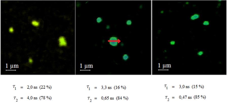 43 Kuva 7.4.2. Kuvista 7.4.1A-C piirretyt normitetut fluoresenssin vaimenemiskäyrät. Fluoresenssin elinajan muutos ph:n muuttuessa voidaan nähdä kuvissa 7.4.1A-C fluoresoivien alueiden värin muutoksena.