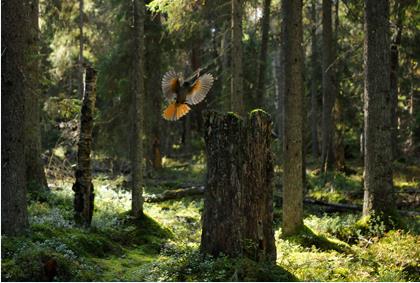 kohteet - Rajoitettuun metsätalouskäyttöön siirrtetyt virkistys- ym kohteet - Mahdollistaa uusia