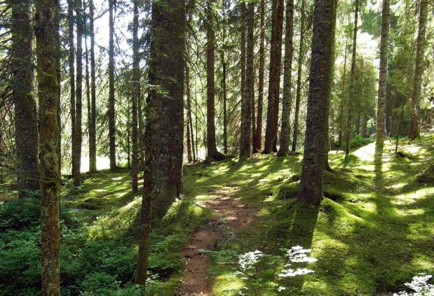 Frisbeeradan kevätkorkkaus ti 17.5. Vapla järjestää frisbeegolf-kilpailut kello 18-20 Ihodessa, Kirikalliontie. Rennoissa tunnelmissa kohti kesää. Kolme parasta palkitaan.