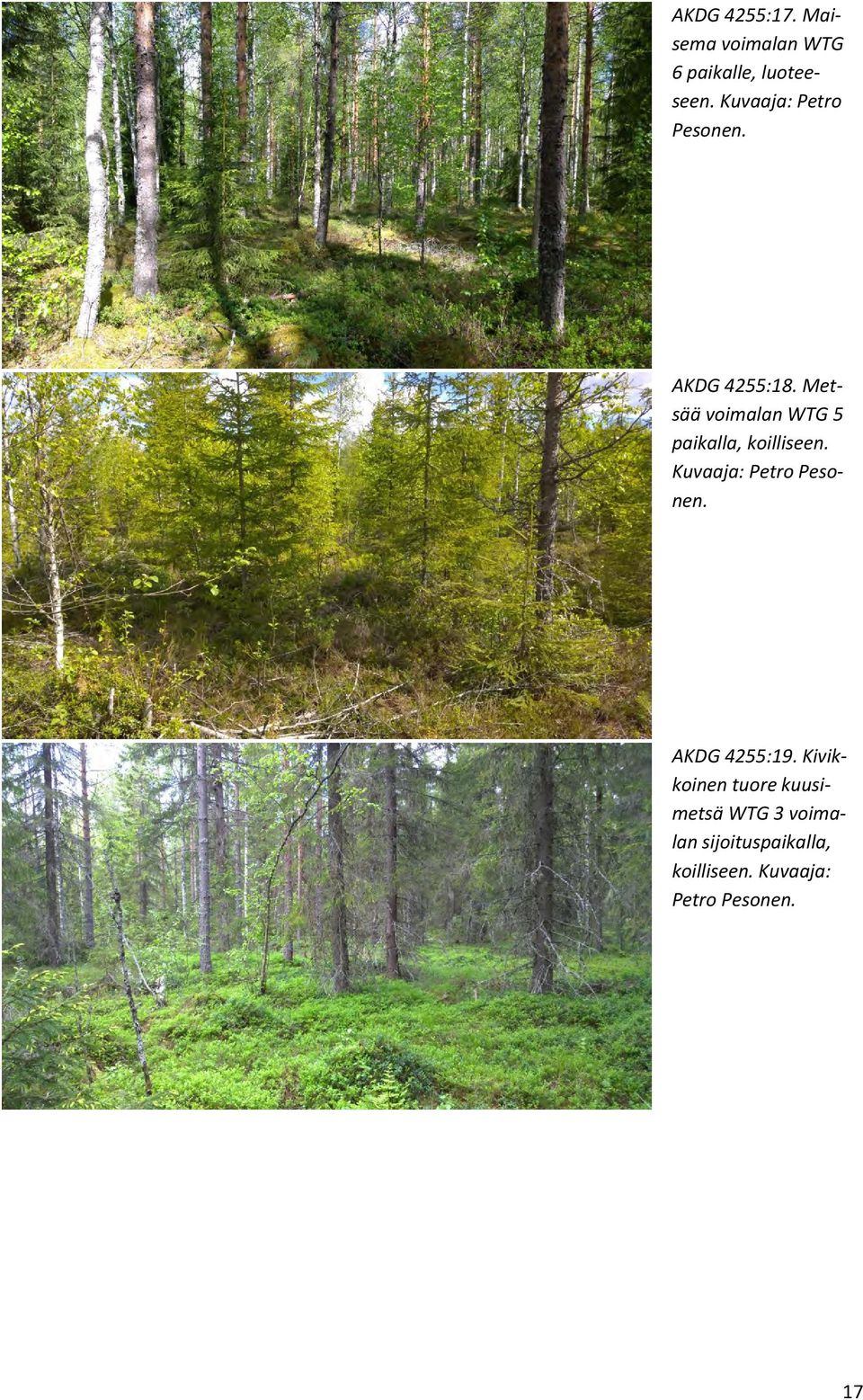 Metsää voimalan WTG 5 paikalla, koilliseen. Kuvaaja: Petro Pesonen.