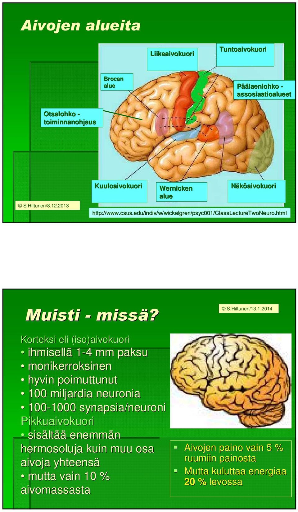 Korteksi eli (iso)aivokuori ihmisellä 1-44 mm paksu monikerroksinen hyvin poimuttunut 100 miljardia neuronia 100-1000 1000 synapsia/neuroni
