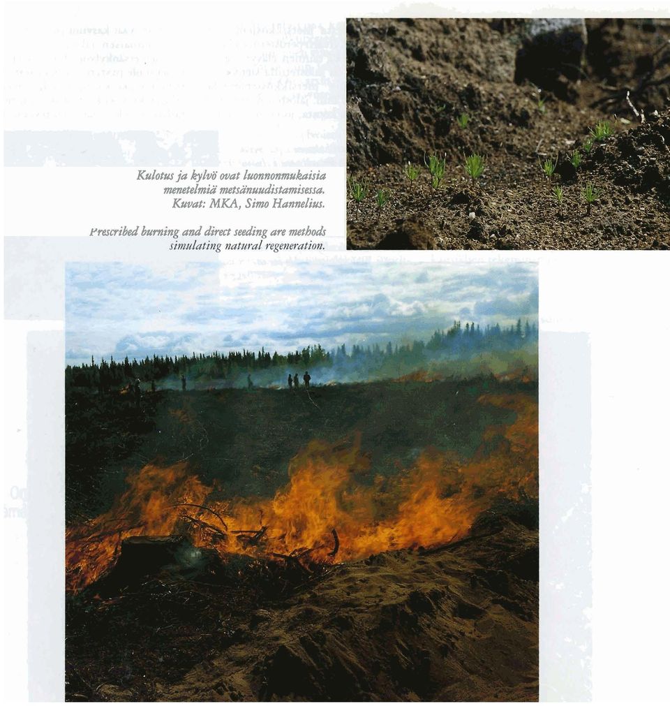 Kuvat: MKA, Simo Hannelirxc.