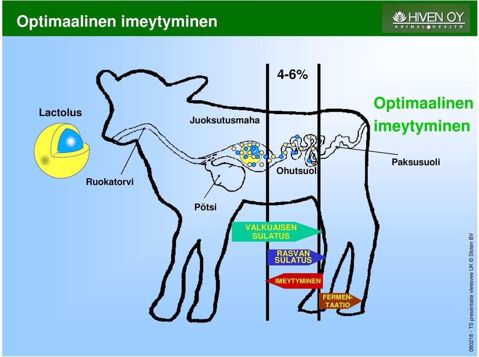 Paksusuoli Pötsi VALKUAISEN PROTEIN DIGESTION SULATUS