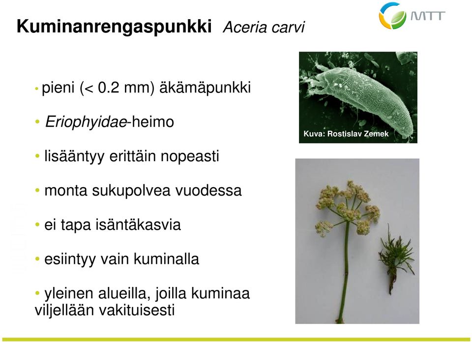 Rostislav Zemek monta sukupolvea vuodessa ei tapa isäntäkasvia