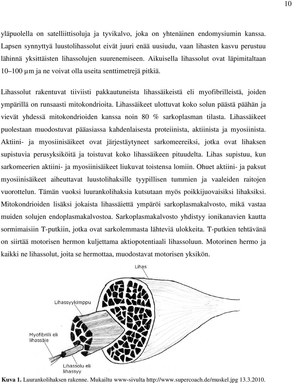 Aikuisella lihassolut ovat läpimitaltaan 10 100 µm ja ne voivat olla useita senttimetrejä pitkiä.
