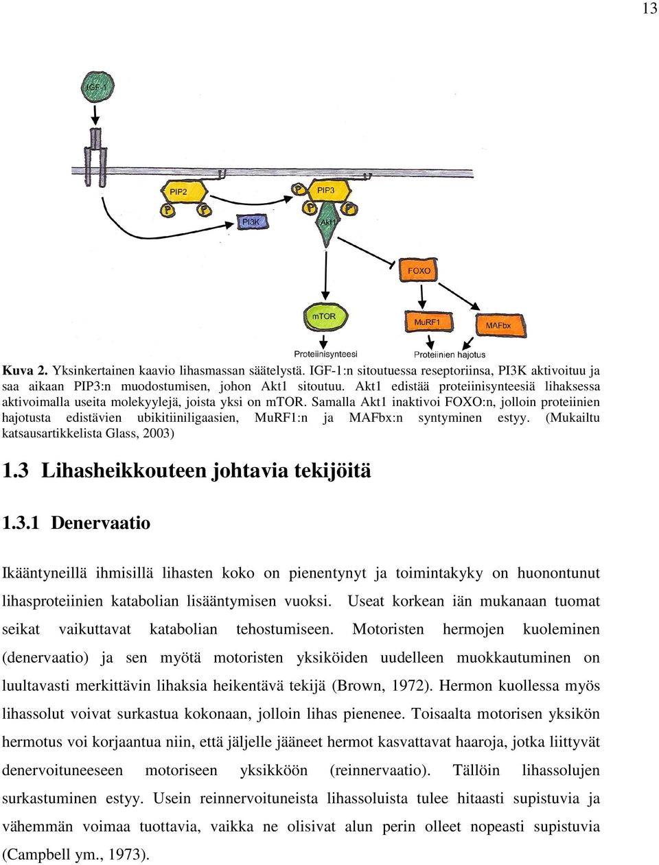Samalla Akt1 inaktivoi FOXO:n, jolloin proteiinien hajotusta edistävien ubikitiiniligaasien, MuRF1:n ja MAFbx:n syntyminen estyy. (Mukailtu katsausartikkelista Glass, 2003) 1.