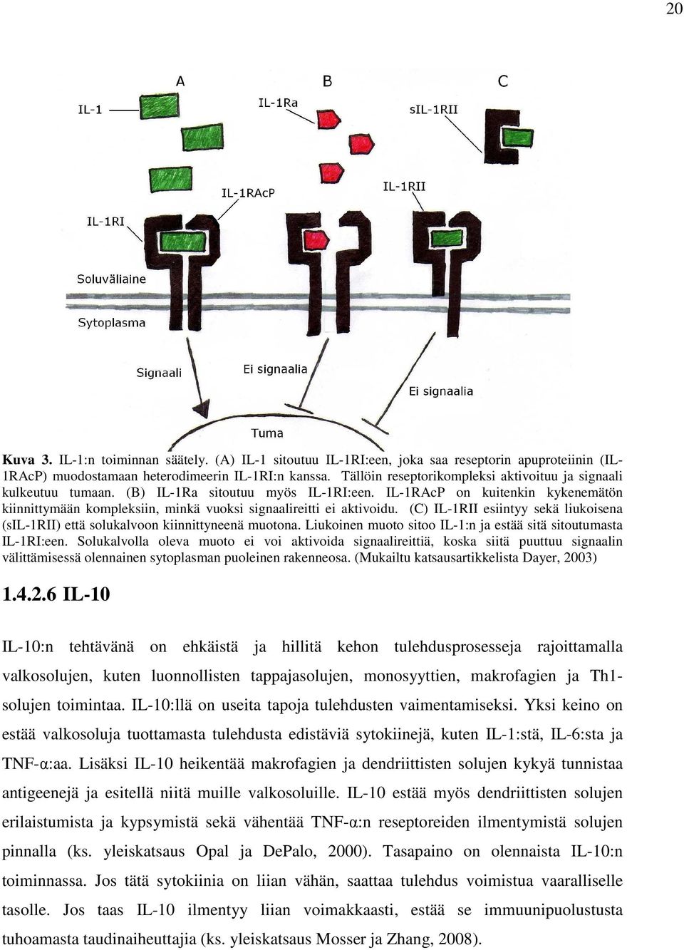 IL-1RAcP on kuitenkin kykenemätön kiinnittymään kompleksiin, minkä vuoksi signaalireitti ei aktivoidu. (C) IL-1RII esiintyy sekä liukoisena (sil-1rii) että solukalvoon kiinnittyneenä muotona.
