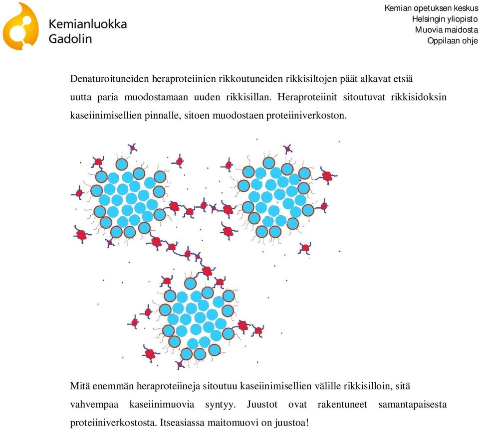 Heraproteiinit sitoutuvat rikkisidoksin kaseiinimisellien pinnalle, sitoen muodostaen proteiiniverkoston.