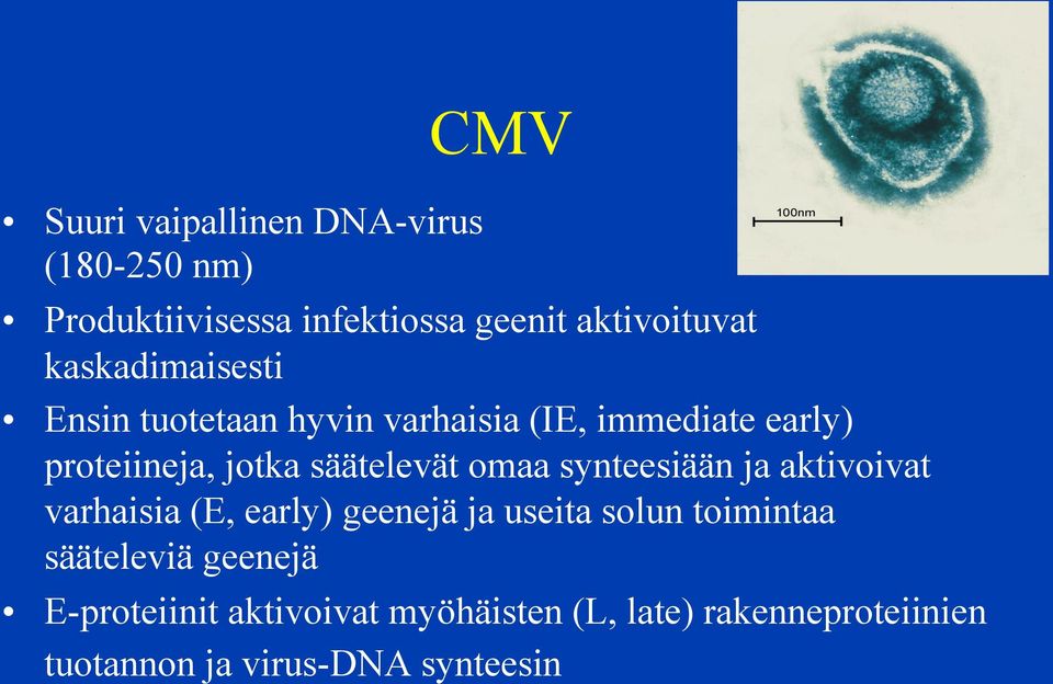 säätelevät omaa synteesiään ja aktivoivat varhaisia (E, early) geenejä ja useita solun toimintaa